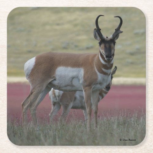 A24 Pronghorn Antelope Square Paper Coaster