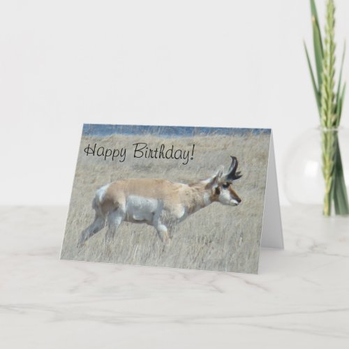 A25 Pronghorn Antelope Young Buck Card