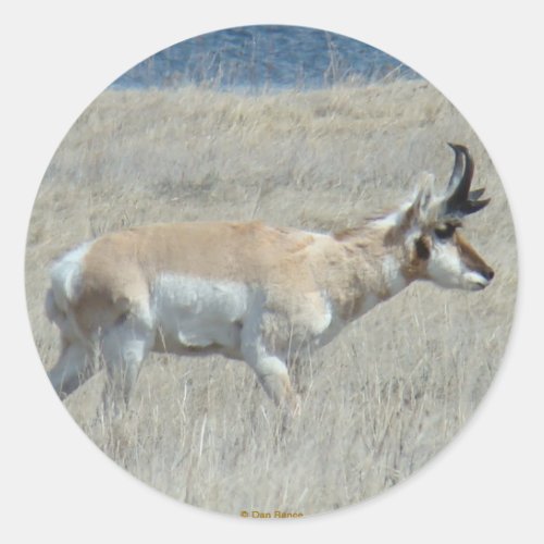 A25 Pronghorn Antelope Young Buck Classic Round Sticker