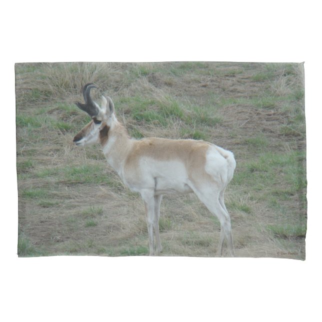 A26 Pronghorn Antelope Buck Pillow Case (Front)