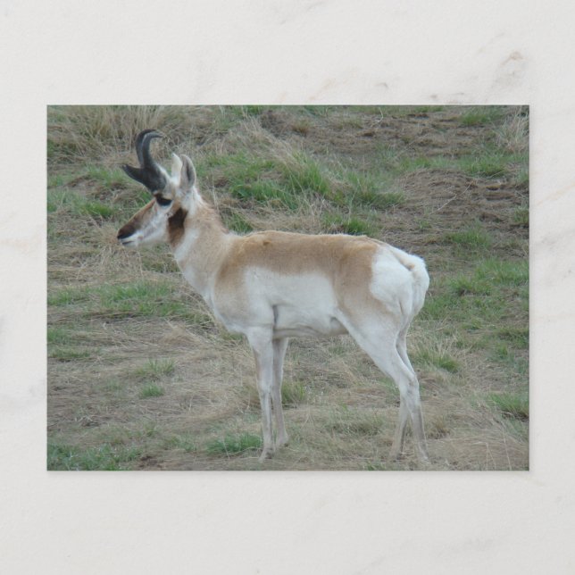 A26 Pronghorn Antelope Buck Postcard (Front)