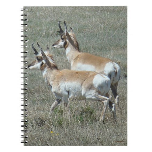 A27 Pronghorn Antelope Youhg Bucks Notebook