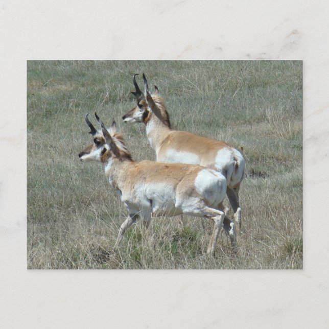A27 Pronghorn Antelope Young Bucks Postcard (Front)