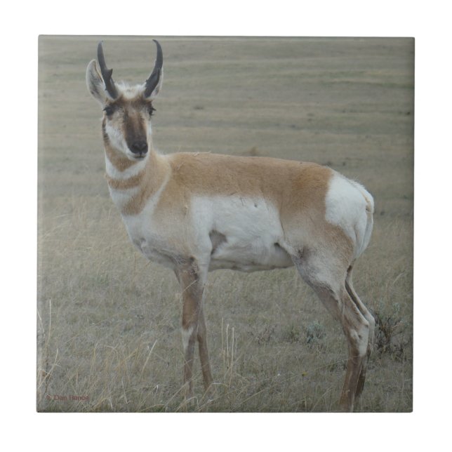 A28 Pronghorn Antelope Young Buck Ceramic Tile (Front)
