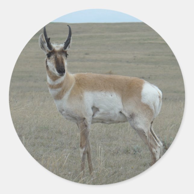 A28 Pronghorn Antelope Young Buck Classic Round Sticker (Front)