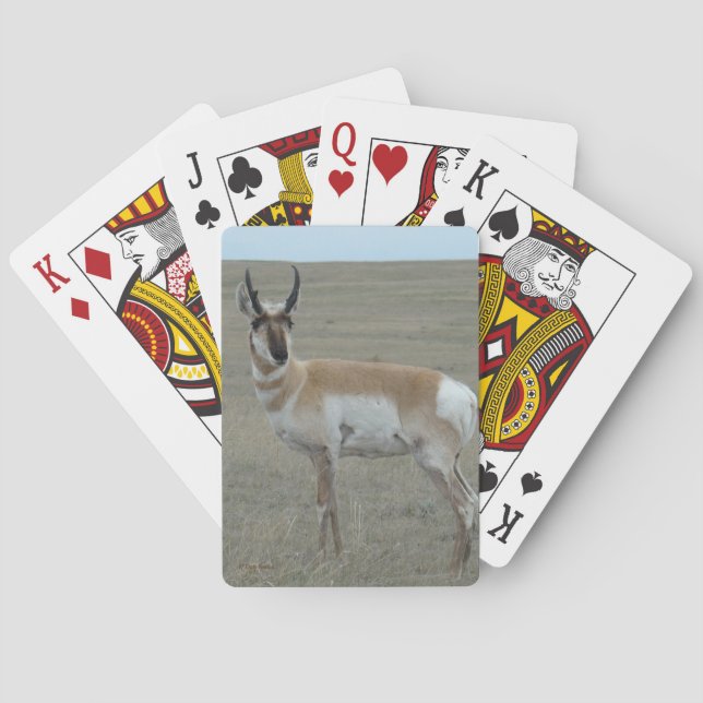 A28 Pronghorn Antelope Young Buck Poker Cards (Back)
