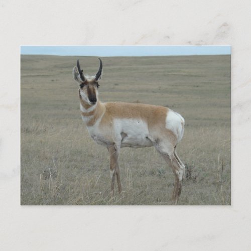 A28 Pronghorn Antelope Young Buck Postcard