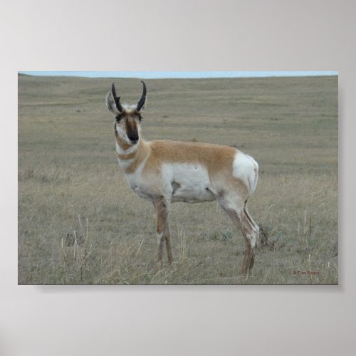 A28 Pronghorn Antelope Young Buck Poster