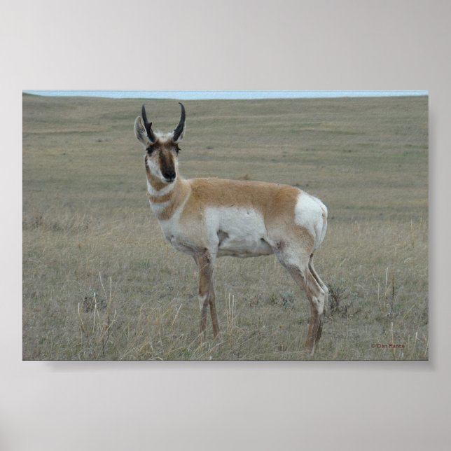 A28 Pronghorn Antelope Young Buck Poster (Front)