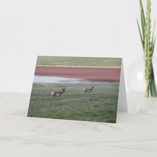 A2 Pronghorn Antelope Bucks Card