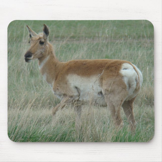 A31 Pronghorn Antelope Doe Mouse Pad (Front)