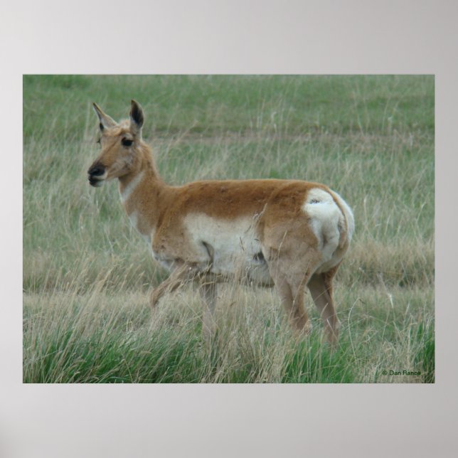 A31 Pronghorn Antelope Doe Poster (Front)