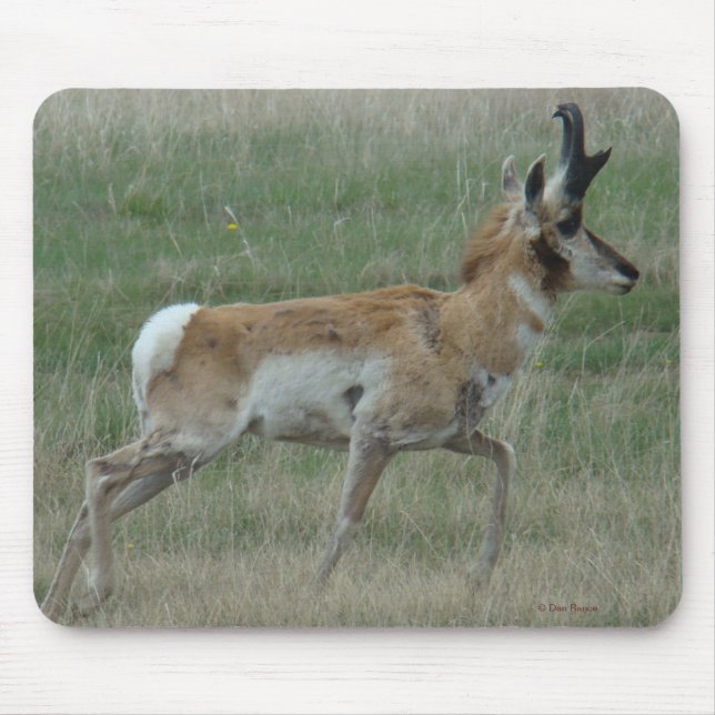 A32 Pronghorn Antelope Buck Mouse Pad (Front)