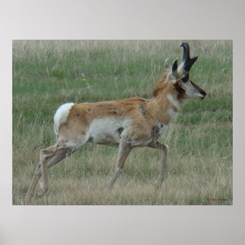 A32 Pronghorn Antelope Buck Poster