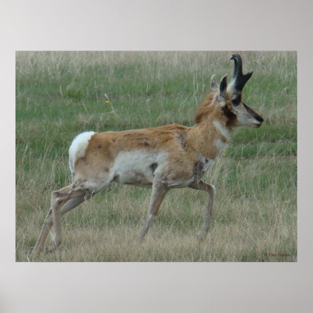 A32 Pronghorn Antelope Buck Poster (Front)