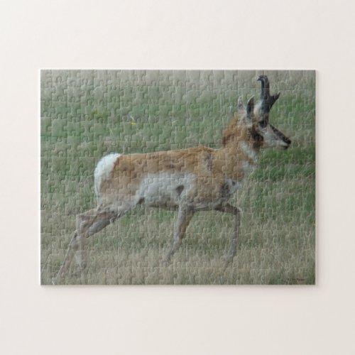 A32 Pronghorn Antelope Jigsaw Puzzle