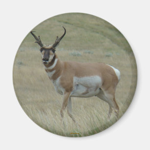A33 Pronghorn Antelope Buck Crooked Horns Magnet