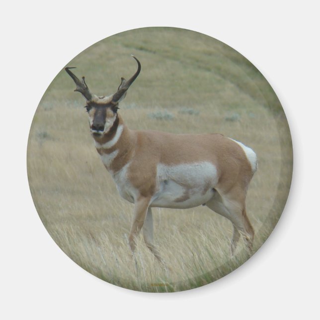A33 Pronghorn Antelope Buck Crooked Horns Magnet (Front)