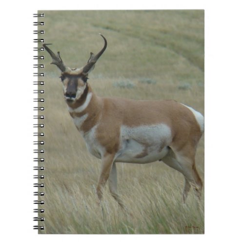 A33 Pronghorn Antelope Buck Crooked Horns Notebook