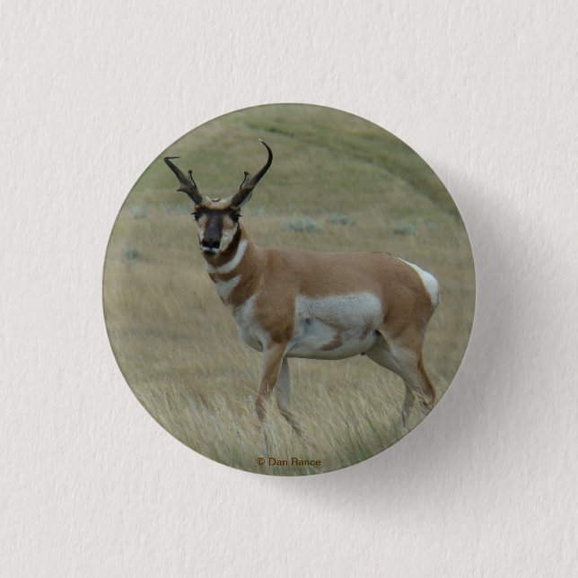 A33 Pronghorn Antelope Buck Crooked Horns Pinback Button (Front)