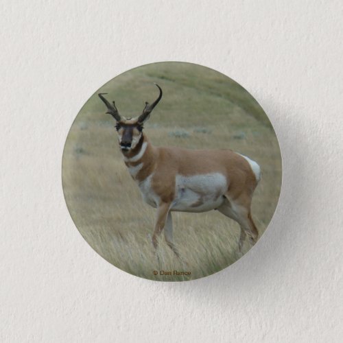 A33 Pronghorn Antelope Buck Crooked Horns Pinback Button