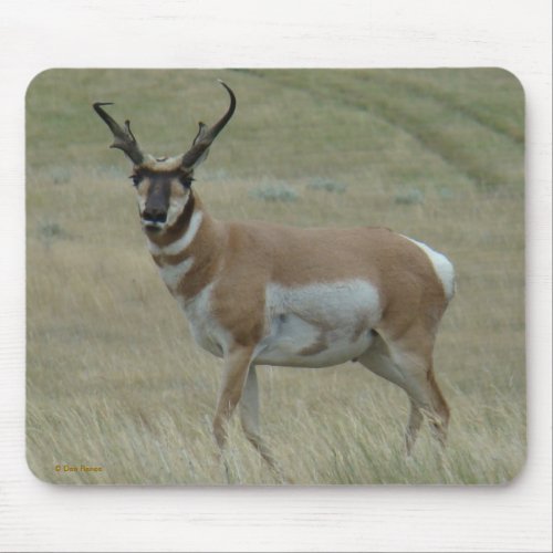 A33 Pronghorn Antelope Crooked Horns Buck Mouse Pad