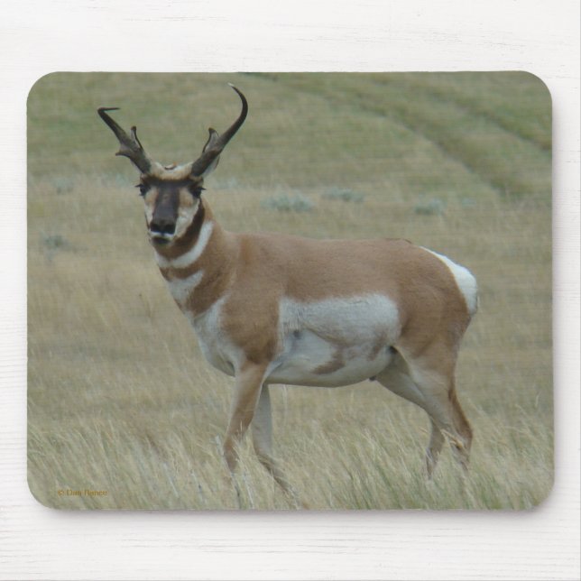 A33 Pronghorn Antelope Crooked Horns Buck Mouse Pad (Front)