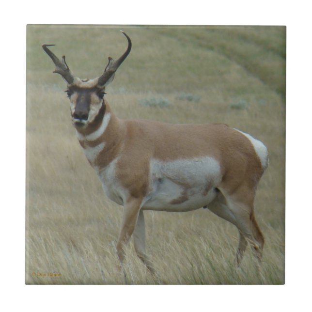 A33 Pronghorn Antelope Crooked Horns Tile (Front)