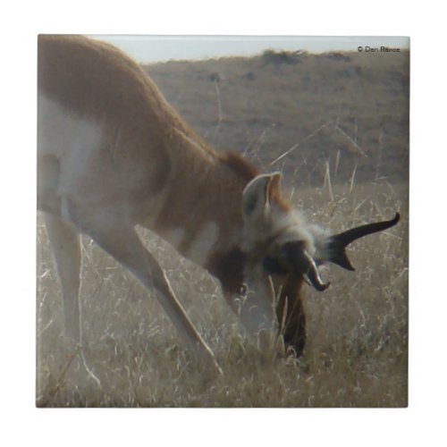 A34 Pronghorn Antelope Crooked Horns Tile
