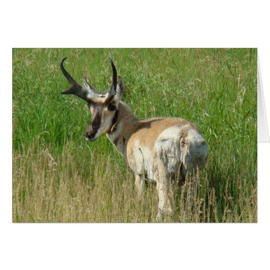 A35 Pronghorn Antelope Buck Cards (Front Horizontal)