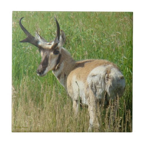 A35 Pronghorn Antelope Buck Ceramic Tile