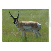 A36 Pronghorn Antelope Big Buck (Front Horizontal)