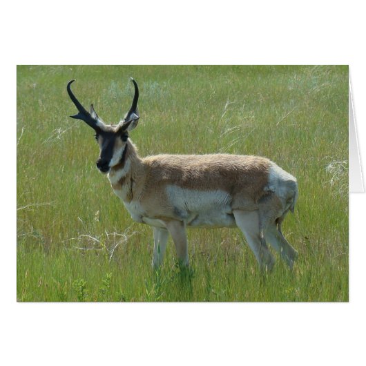 A36 Pronghorn Antelope Big Buck Cards (Front Horizontal)