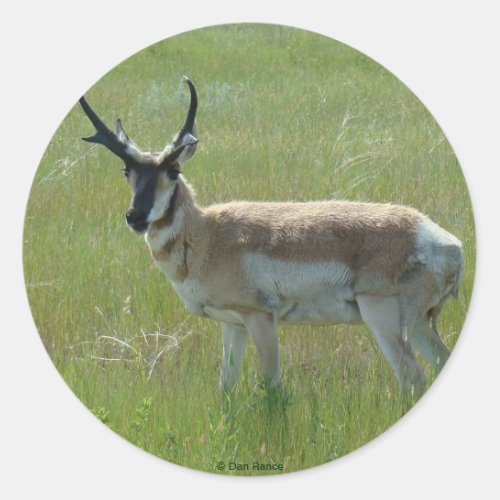A36 Pronghorn Antelope Buck Classic Round Sticker