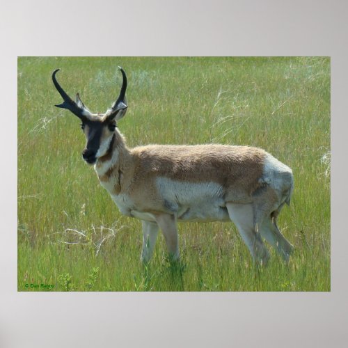 A36 Pronghorn Antelope Buck Poster