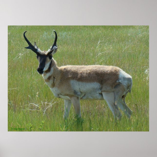 A36 Pronghorn Antelope Buck Poster (Front)