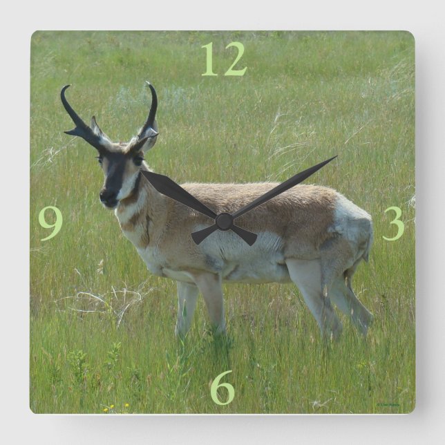 A36 Pronghorn Antelope Buck Square Wall Clock (Front)