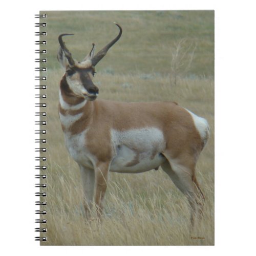 A37 Pronghorn Antelope Crooked Horns Notebook