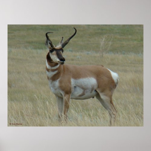A37 Pronghorn Antelope Crooked Horns Poster