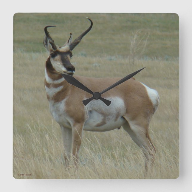 A37 Pronghorn Antelope Crooked Horns Square Wall Clock (Front)