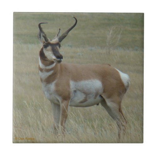A37 Pronghorn Antelope Crooked Horns Tile