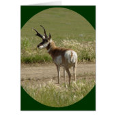 A39 Pronghorn Antelope Buck (Front)