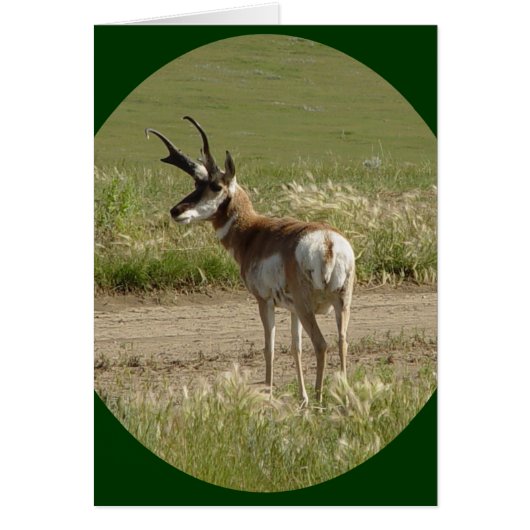 A39 Pronghorn Antelope Buck Cards (Front)