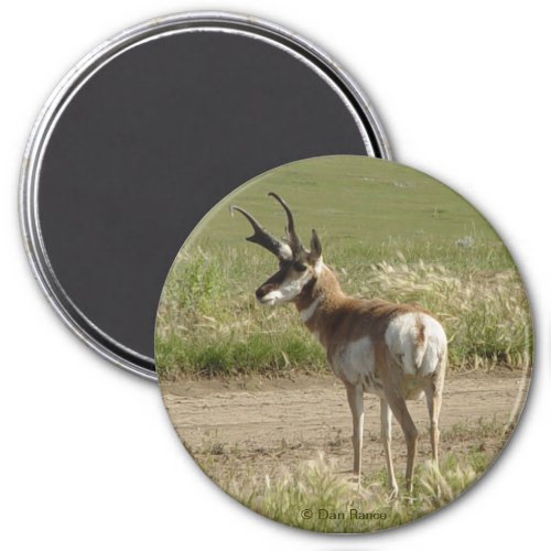 A39 Pronghorn Antelope Buck Magnet