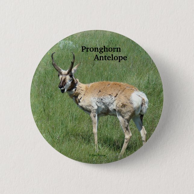 A3 Pronghorn Antelope Button (Front)