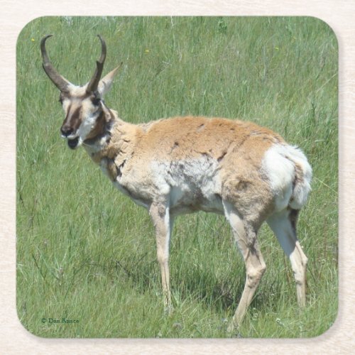 A3 Pronghorn Antelope Chewing Square Paper Coaster