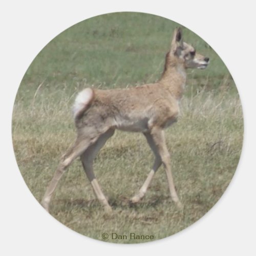 A42 Baby Pronghorn Antelope Classic Round Sticker