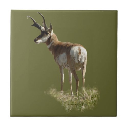 A43 Pronghorn Antelope Buck Ceramic Tile