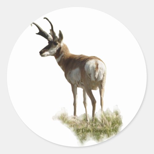 A43 Pronghorn Antelope Buck Classic Round Sticker