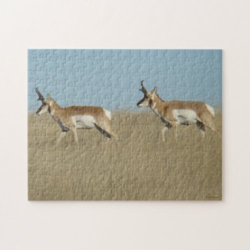A45 Pronghorn Antelope Bucks Jigsaw Puzzle